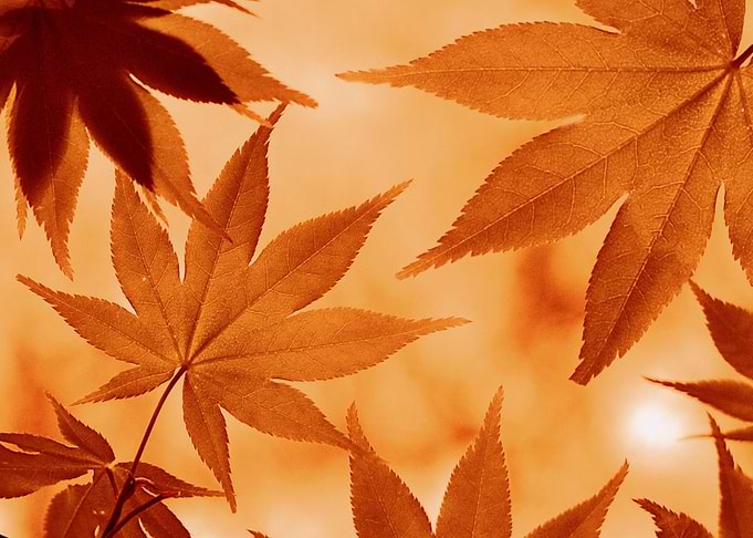 orange leaves