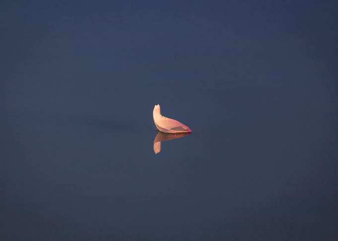 lotus