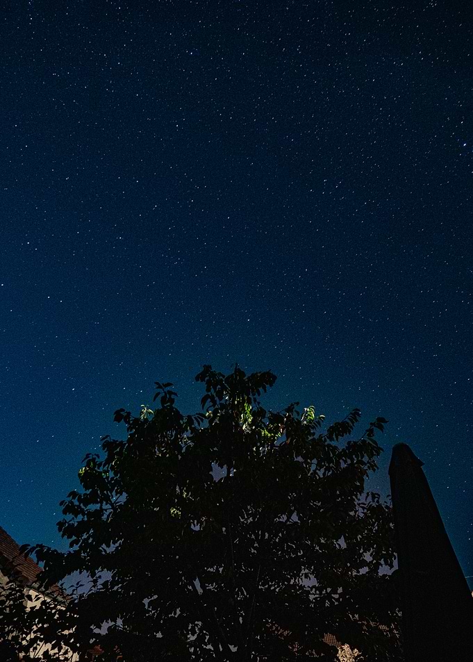 Night Sky With Tree Astro