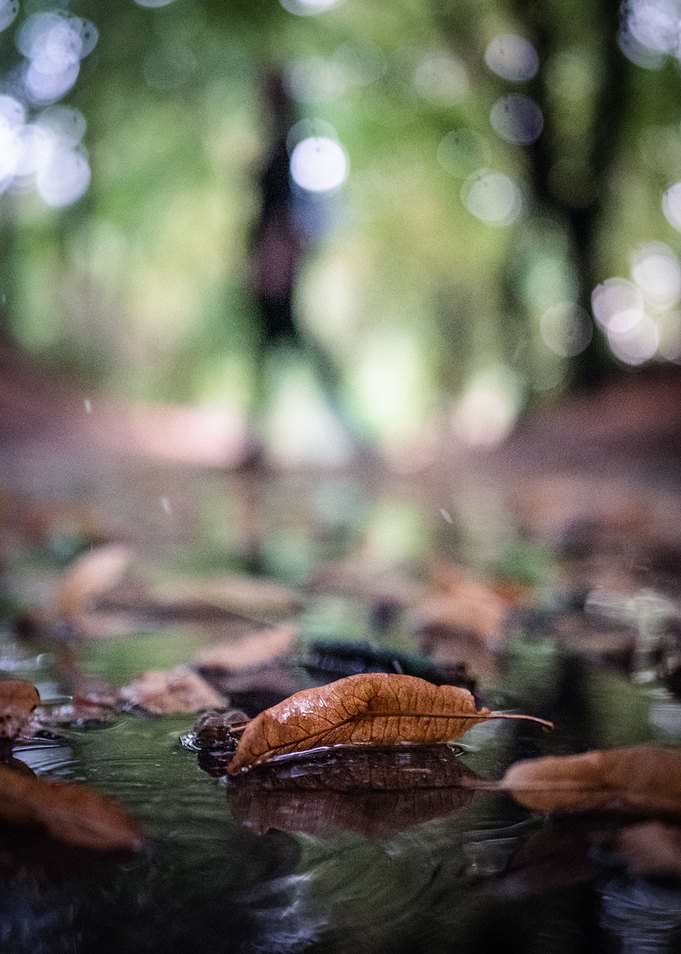 Falling Leaf Fall