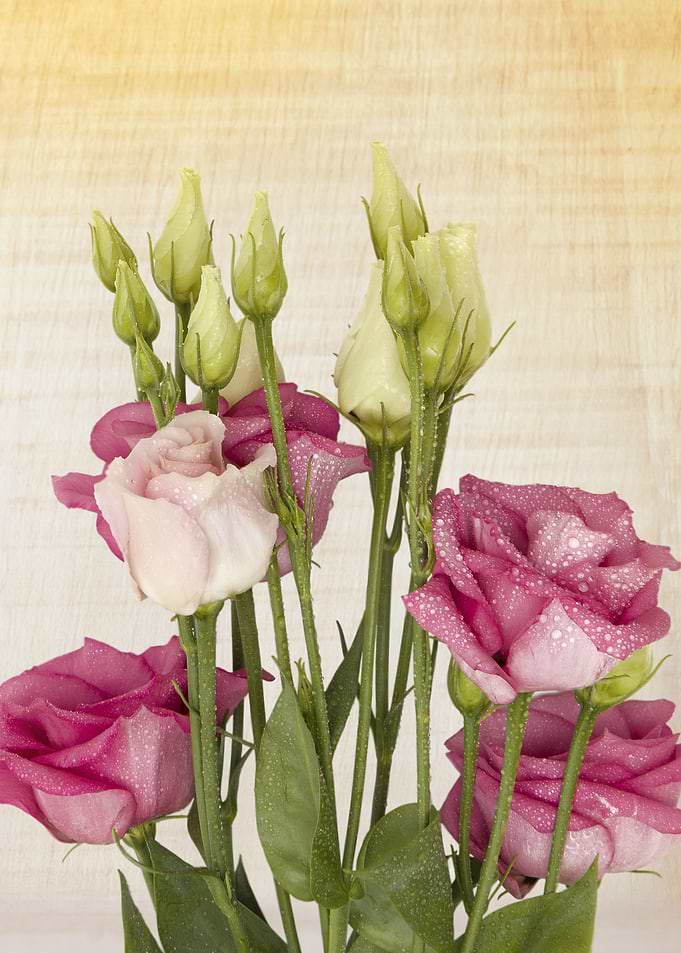 roses Flower