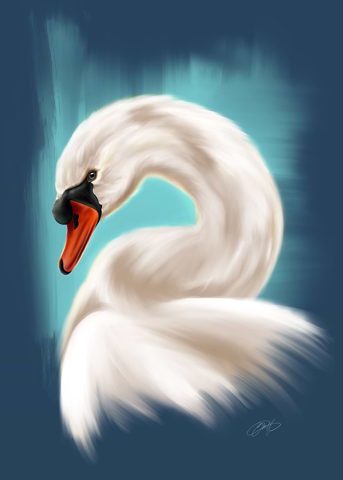 Mute Swan