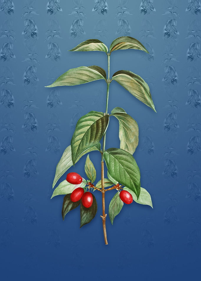 Vintage Cornelian Cherry