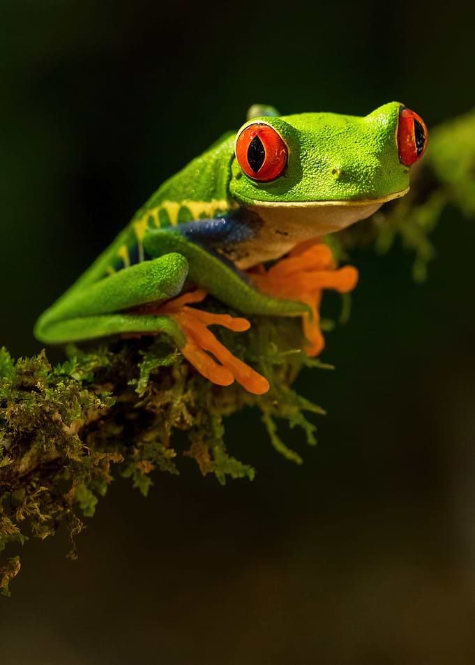 Frog