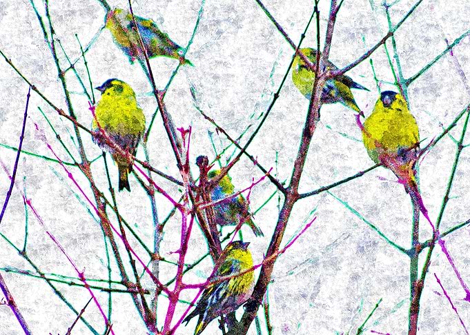 Birds on Bare Branches
