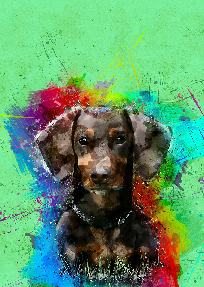 Dog 72