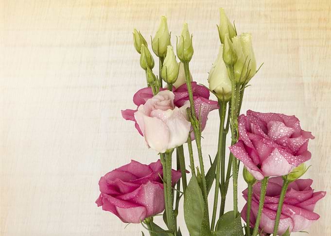 roses
