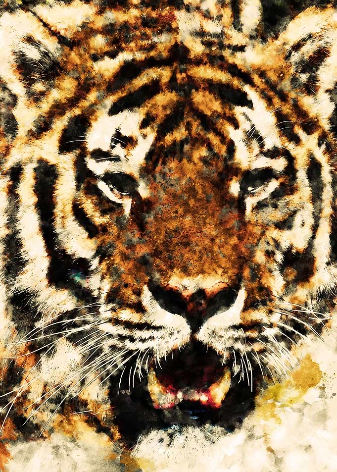 wild tiger head poster