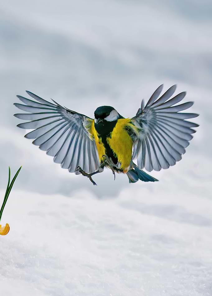 Bird