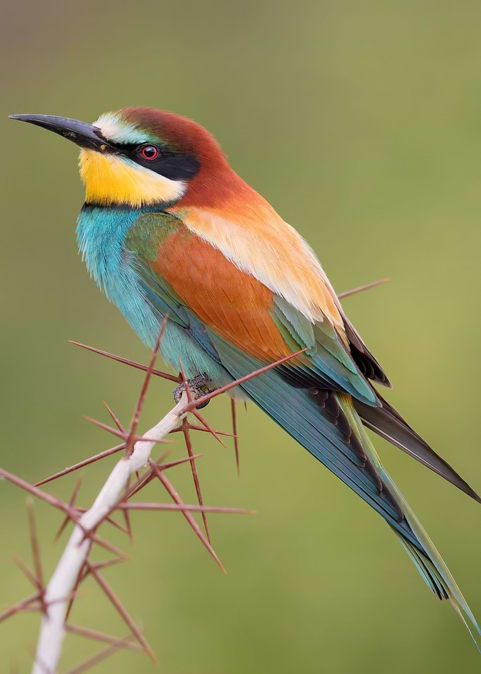 Bird