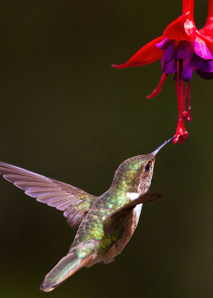 Bird