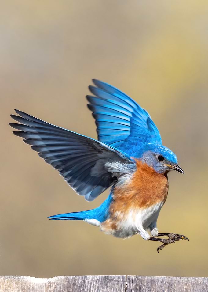 Bird