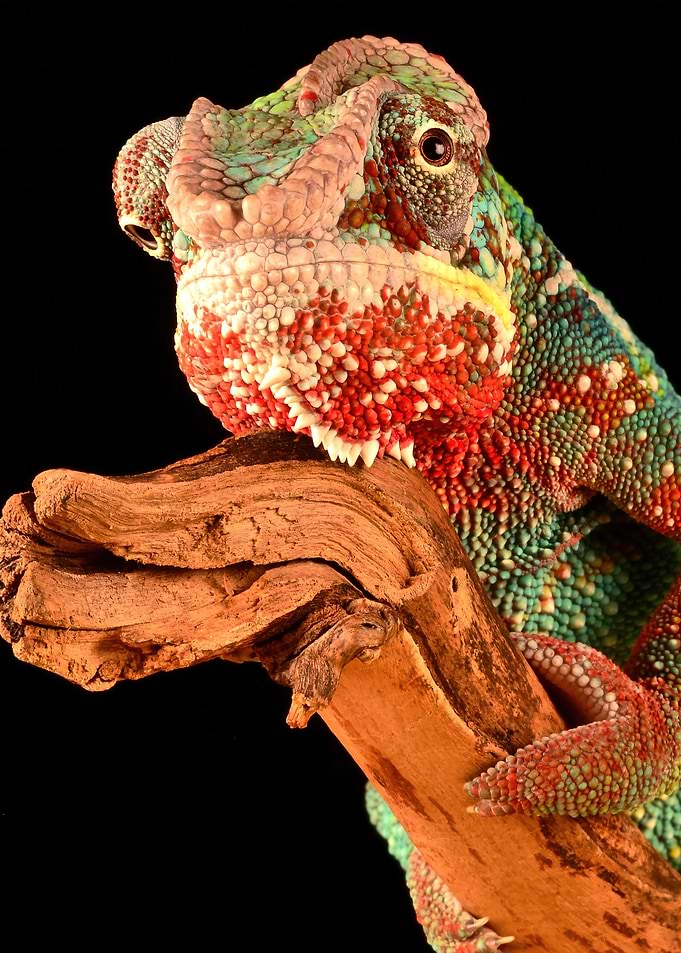 Chameleon