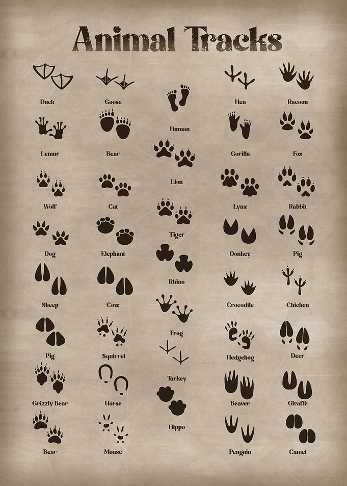 Animal Tracks Field Guide