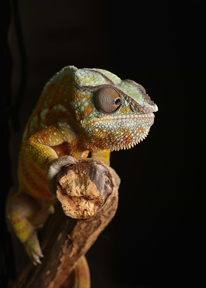 Chameleon