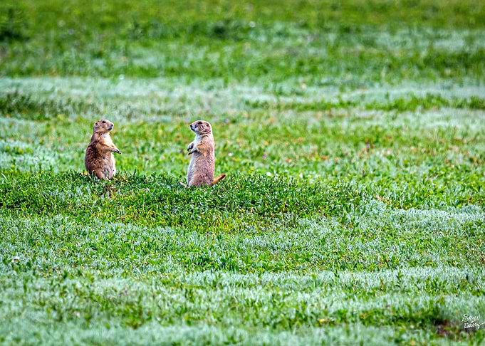 Prairie Dog Town