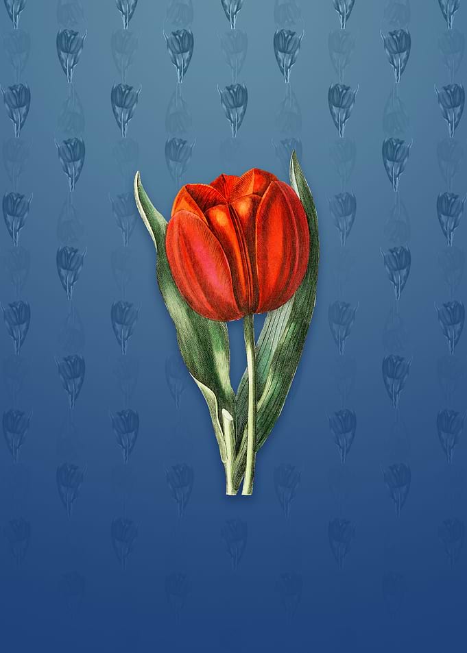 Vintage Gesners Tulip
