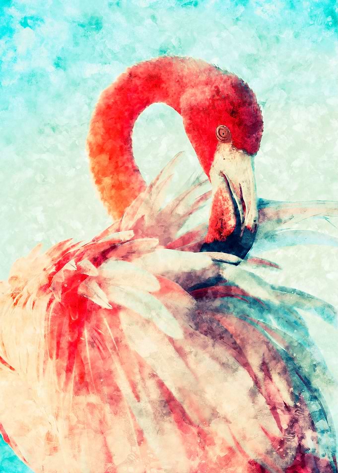 Flamenco