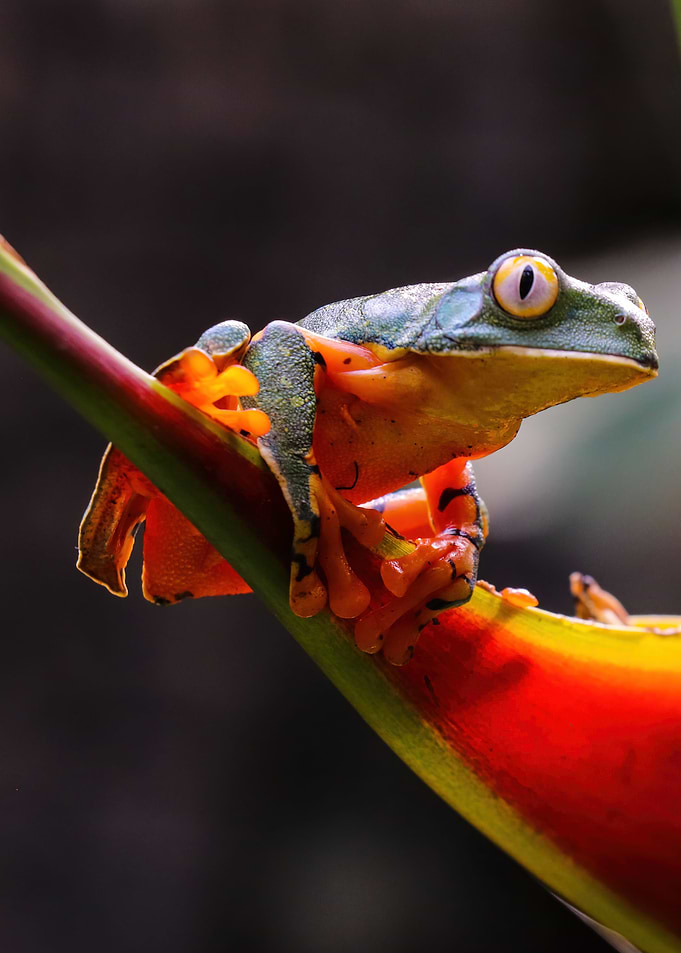 Frog