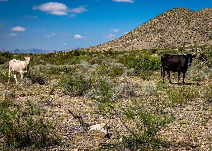 Criollo Cattle in Texas