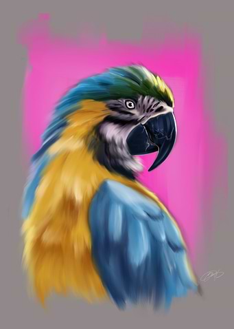 Blue and yellow Macaw