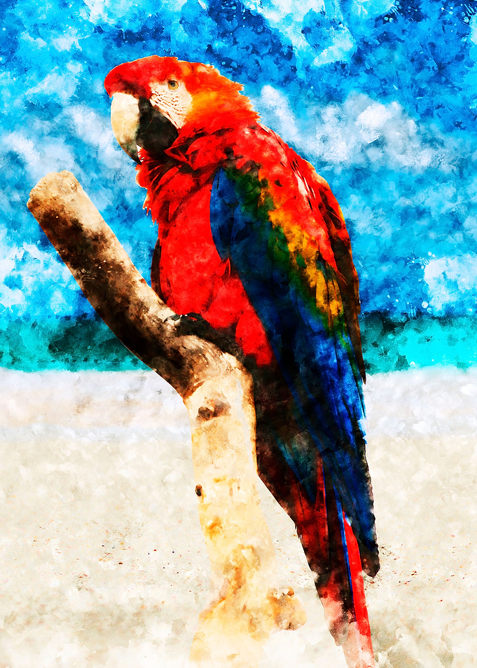 typical parrots