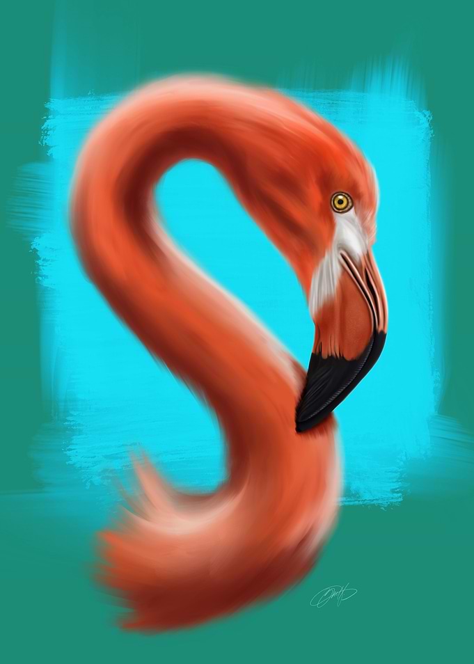 Flamingo