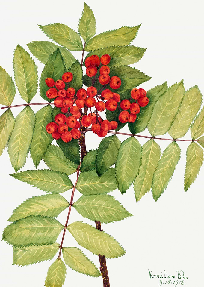 Western Mountain Ash