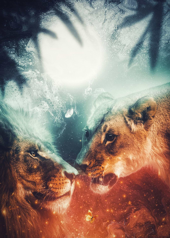 Couple of Lion in Jungle