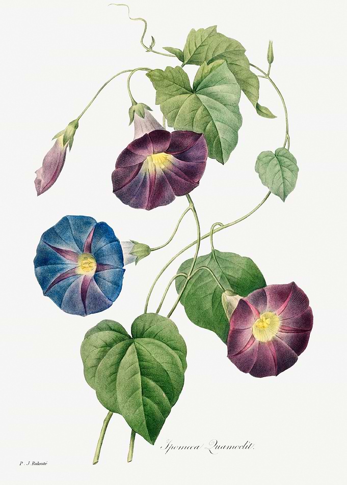 Star glory Morning glory