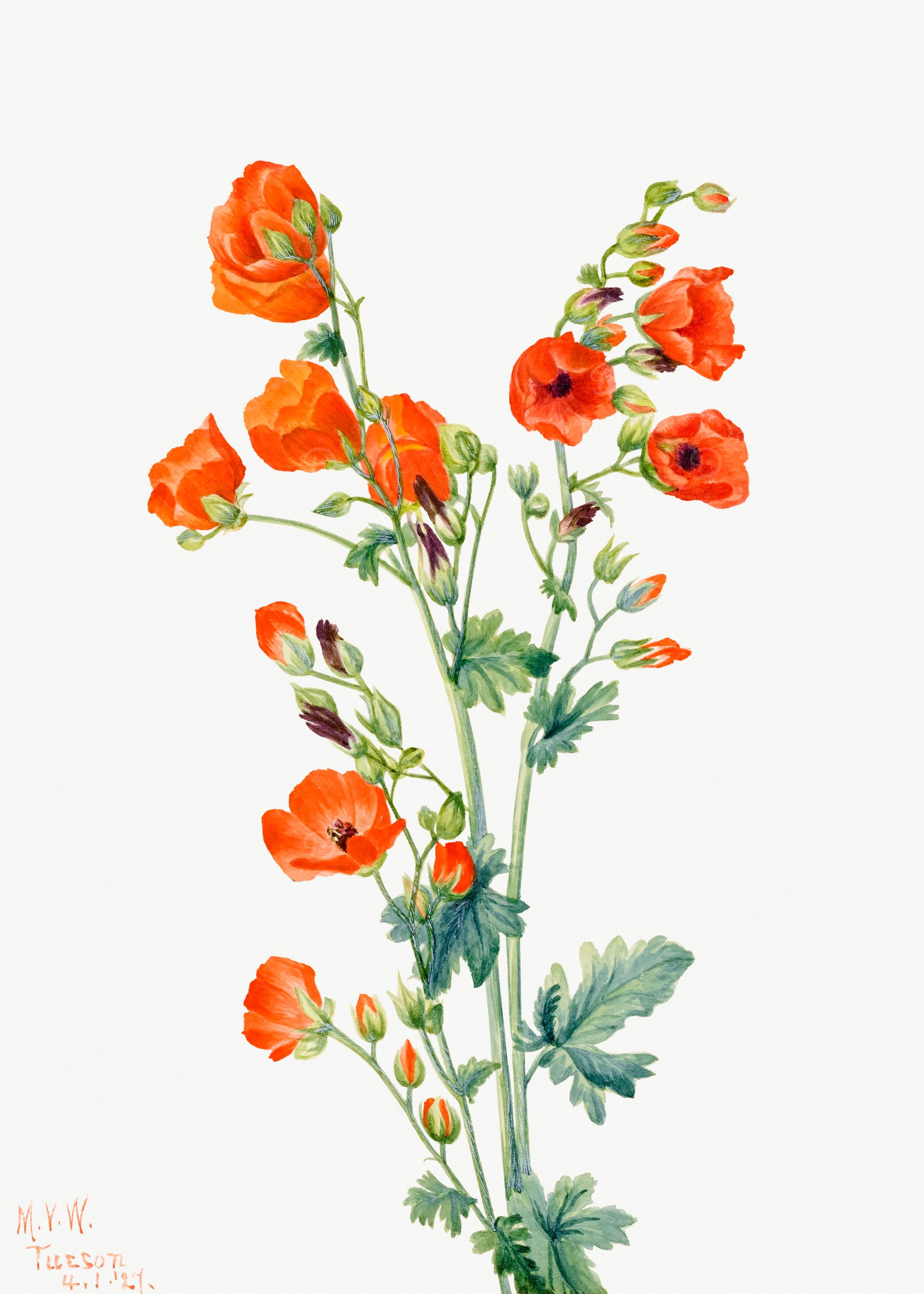 Scarlet Globe Mallow