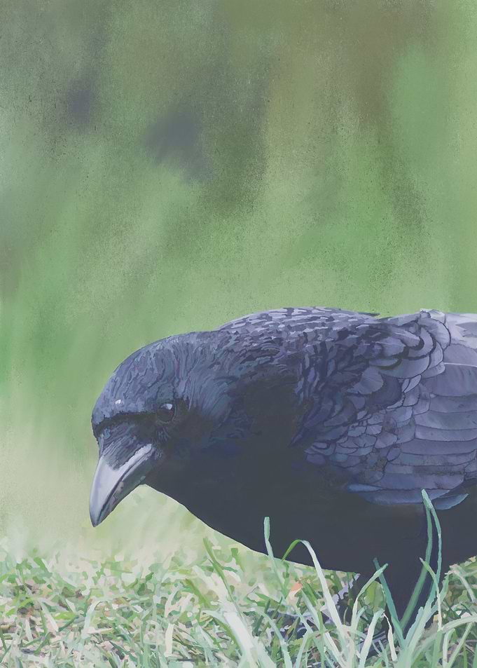 A Crow Called Zen