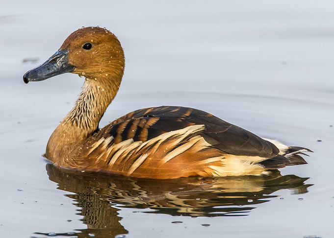 Duck on Water