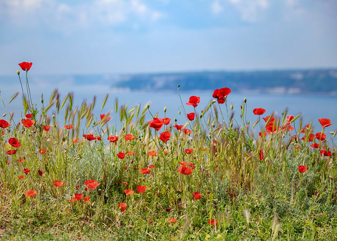 Seascape, poppy, Bulgaria