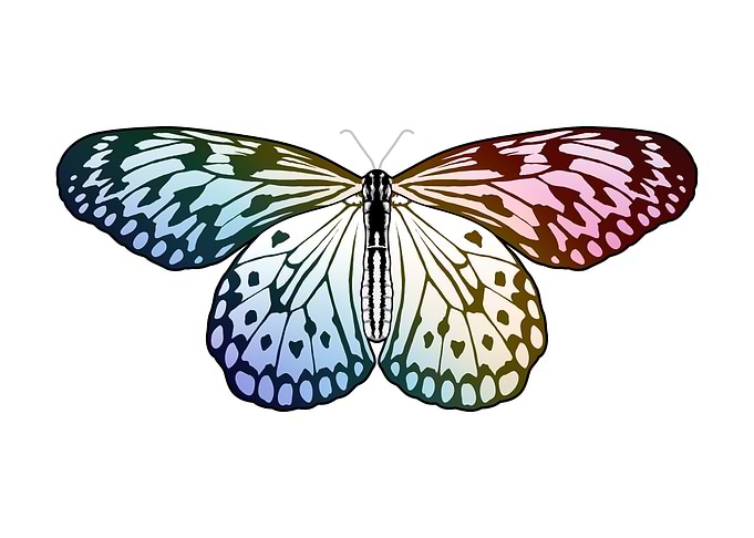 Butterfly Rainbow Wings