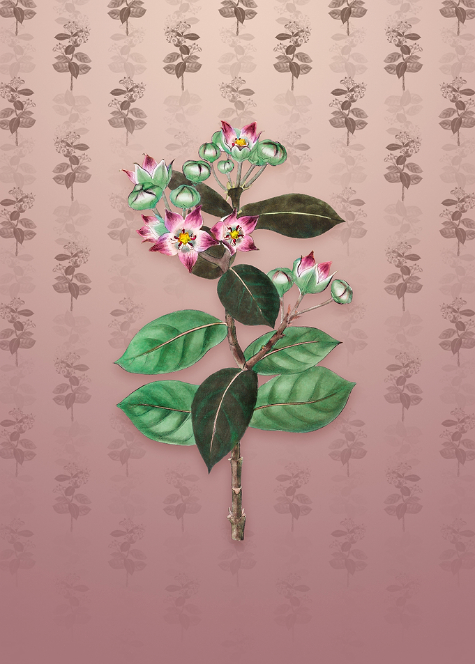 Tall Calotropis Flower