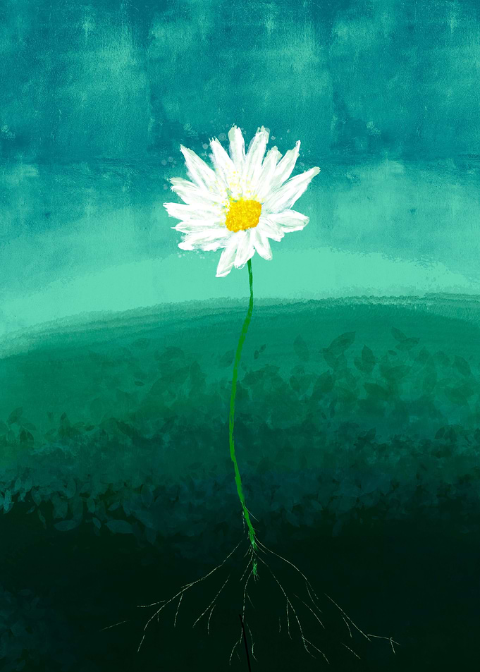 Pushing Daisies