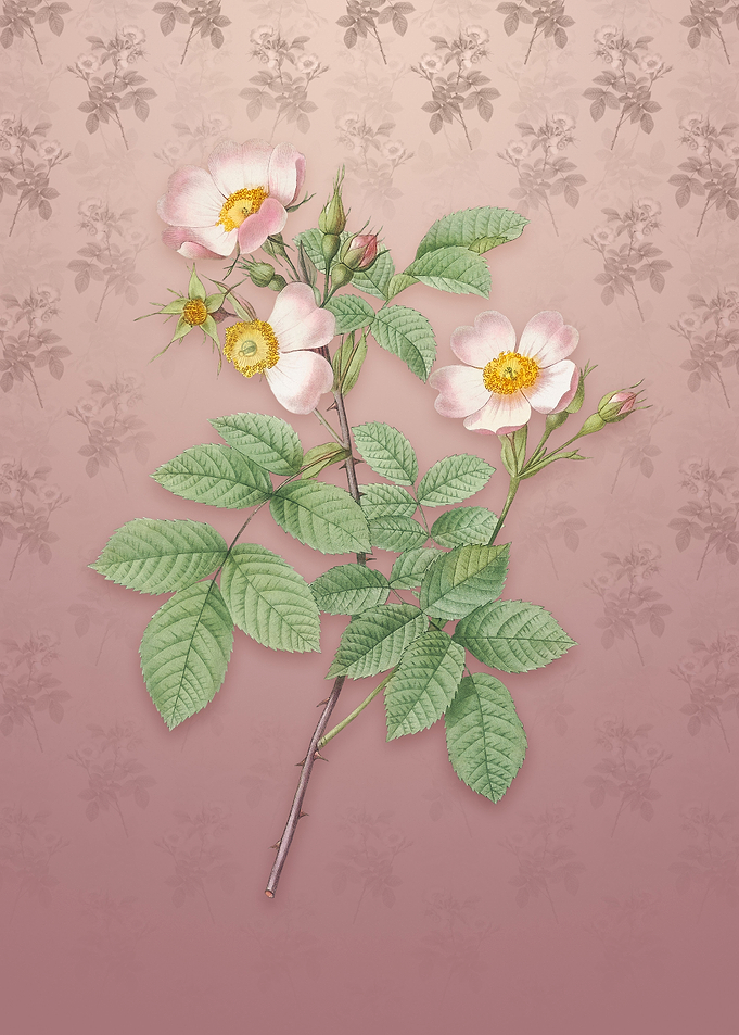 Short Styled Field Rose