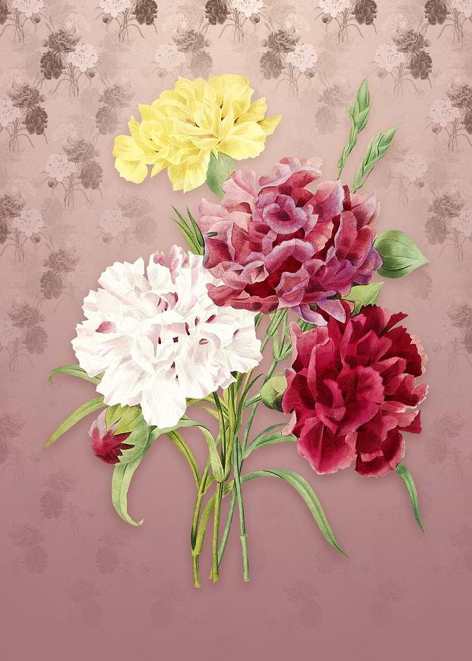 Carnation on Dusty Pink