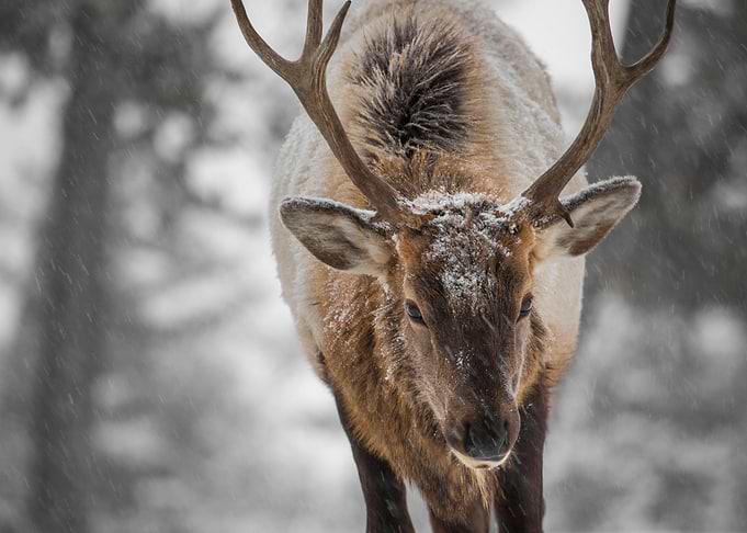 Elk Walk