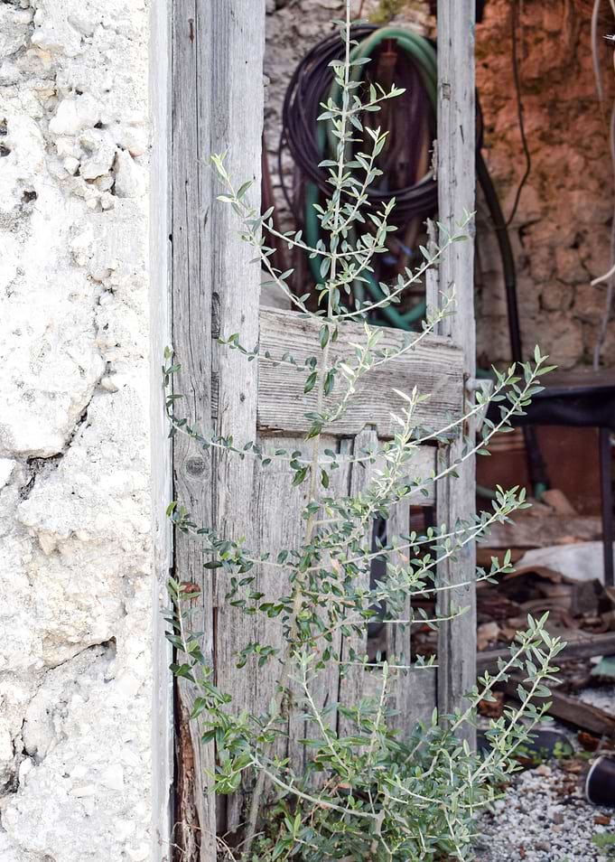 The old doors