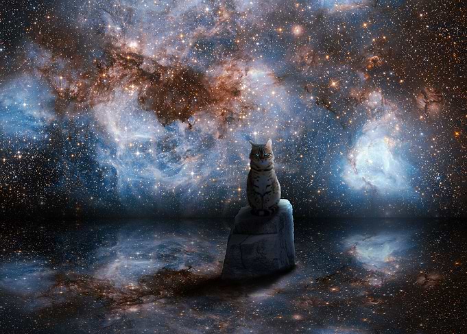 Spacial Cat