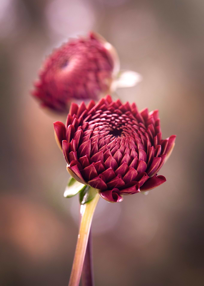 Autumn flowers
