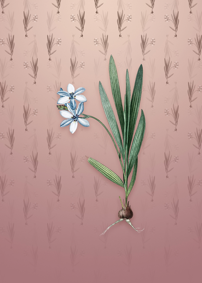 Vintage Gladiolus Plicatus
