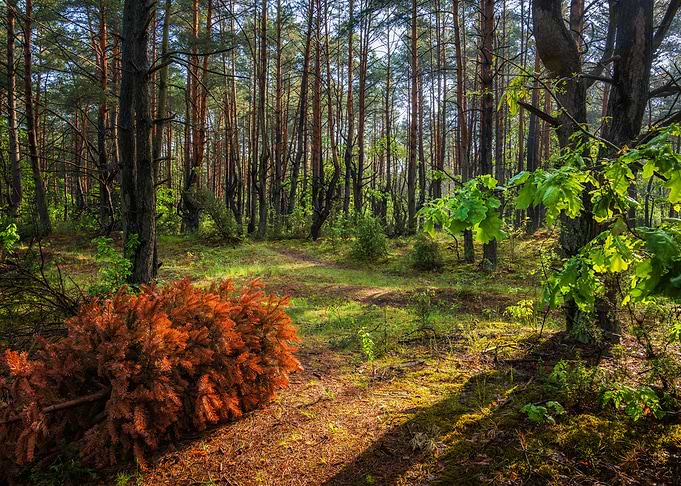 Kampinos Forest In Poland