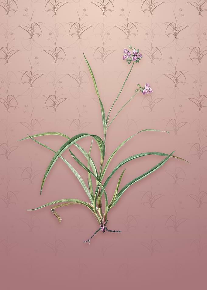 Spiderwort on Dusty Pink