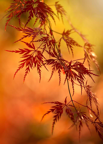 Autumn leaves
