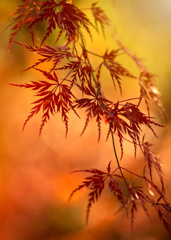 Autumn leaves