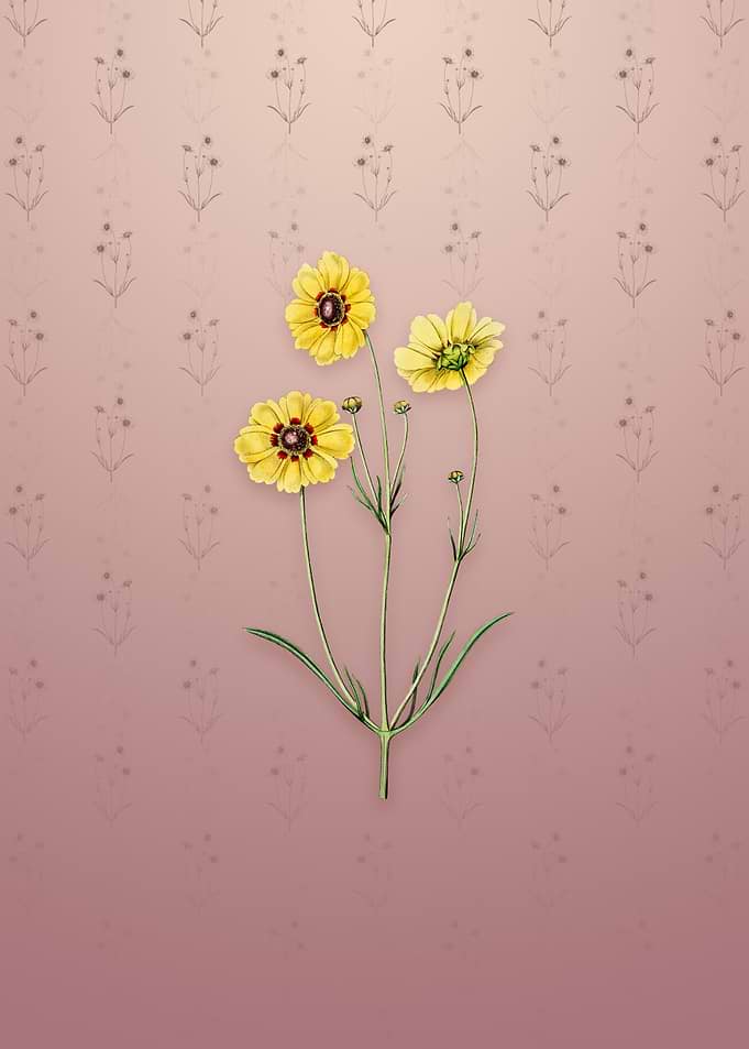 Perennial Dyers Coreopsis