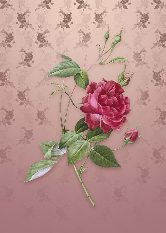 Blood Red Bengal Rose